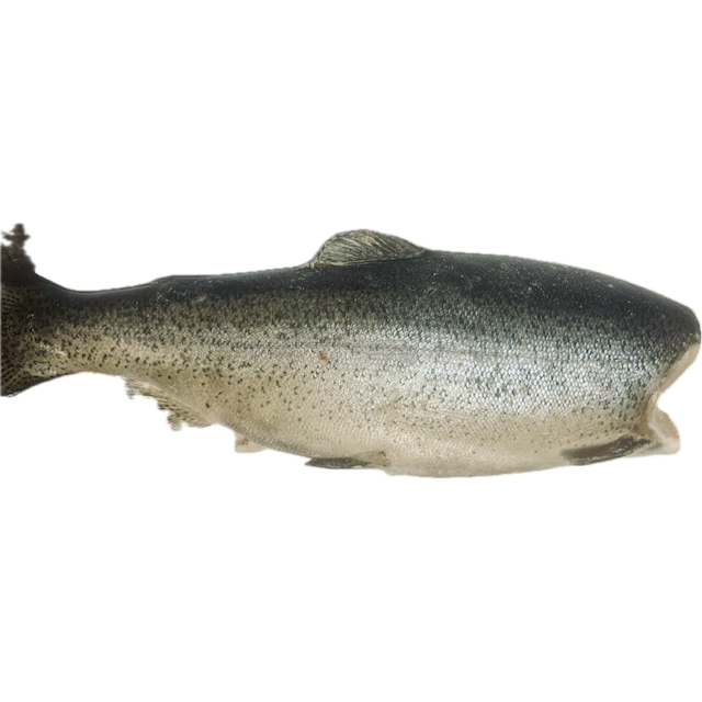 Мороженая радужная форель (ONCORHYNCHUS MYKISS) без головы, потрошеная (масса одной шт.: 1,8-2,7 кг)